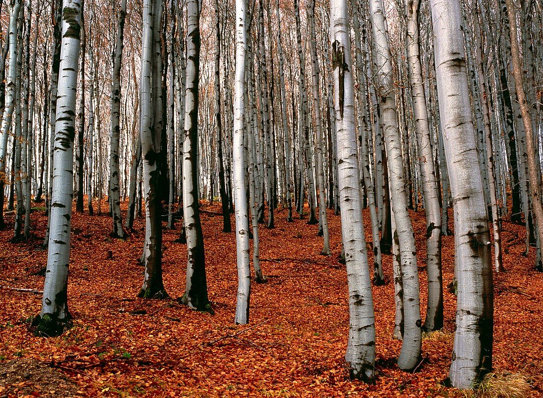 Autumnal scene in silver birch forest