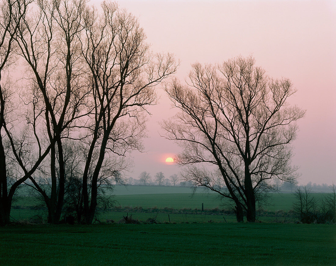White willow trees and winter sunset