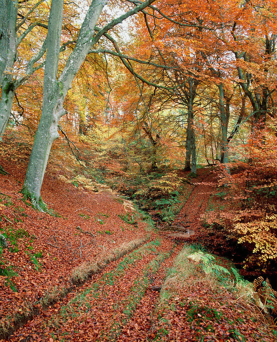 Woodland of Common Beech in autumn