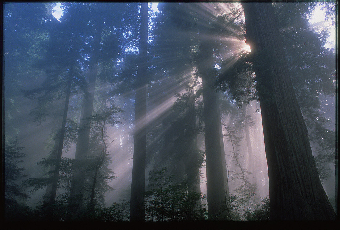 Light coming through redwood trees