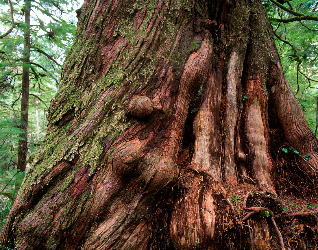 Huge trunk of a Western Red Cedar tree