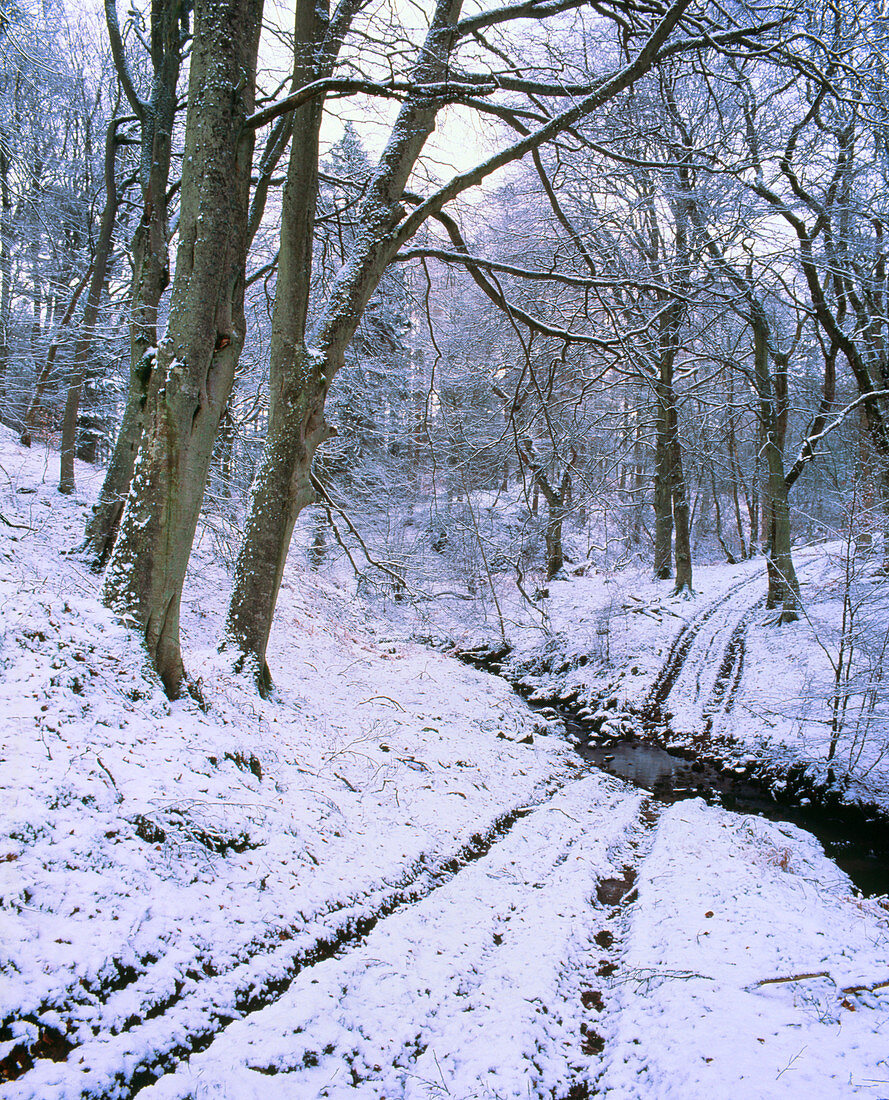 Beech wood in winter snow