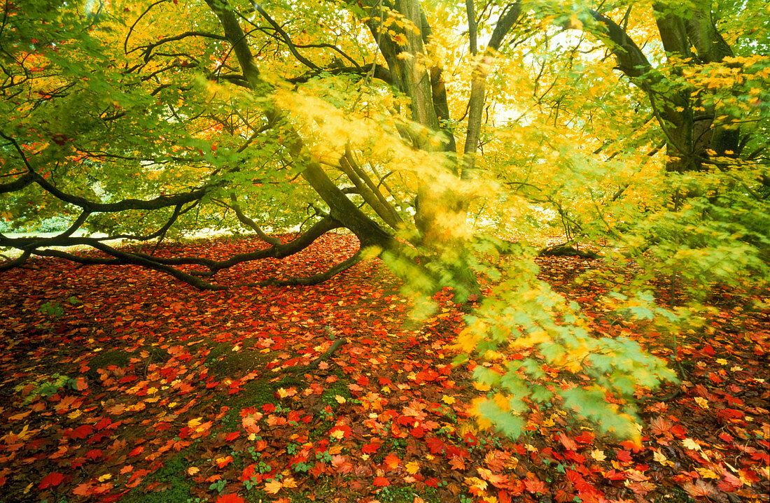Fallen leaves of autumn Maple tree