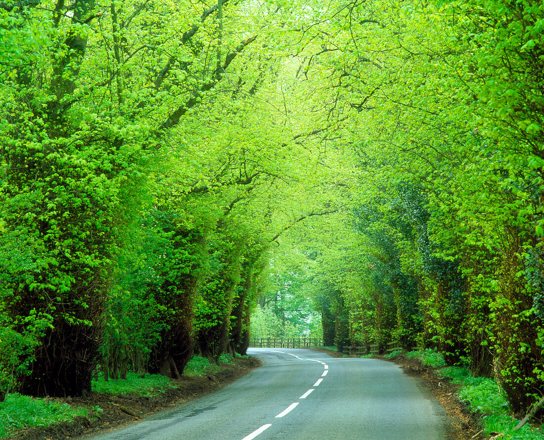 Lime trees (Tilia sp.) lining a road
