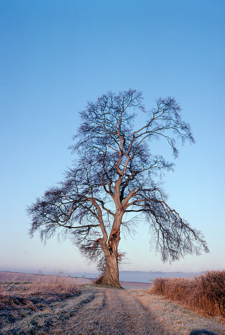 Beech tree in January