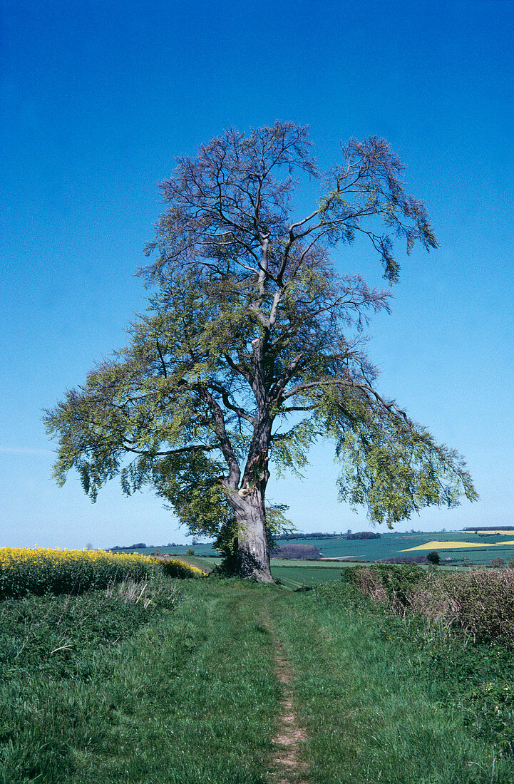Beech tree in May