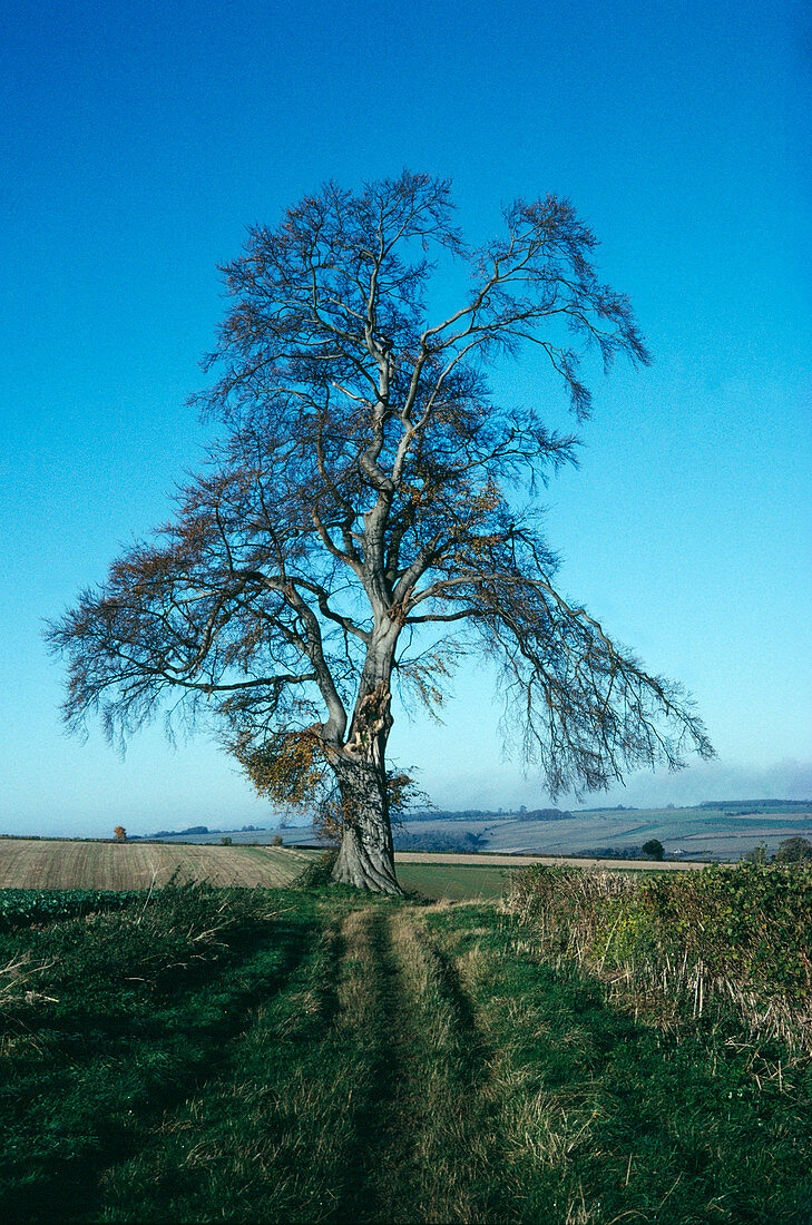 Beech tree in September