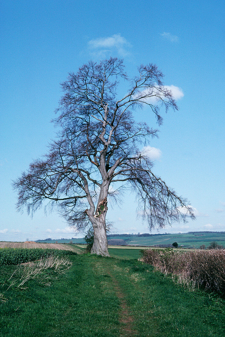 Beech tree in November