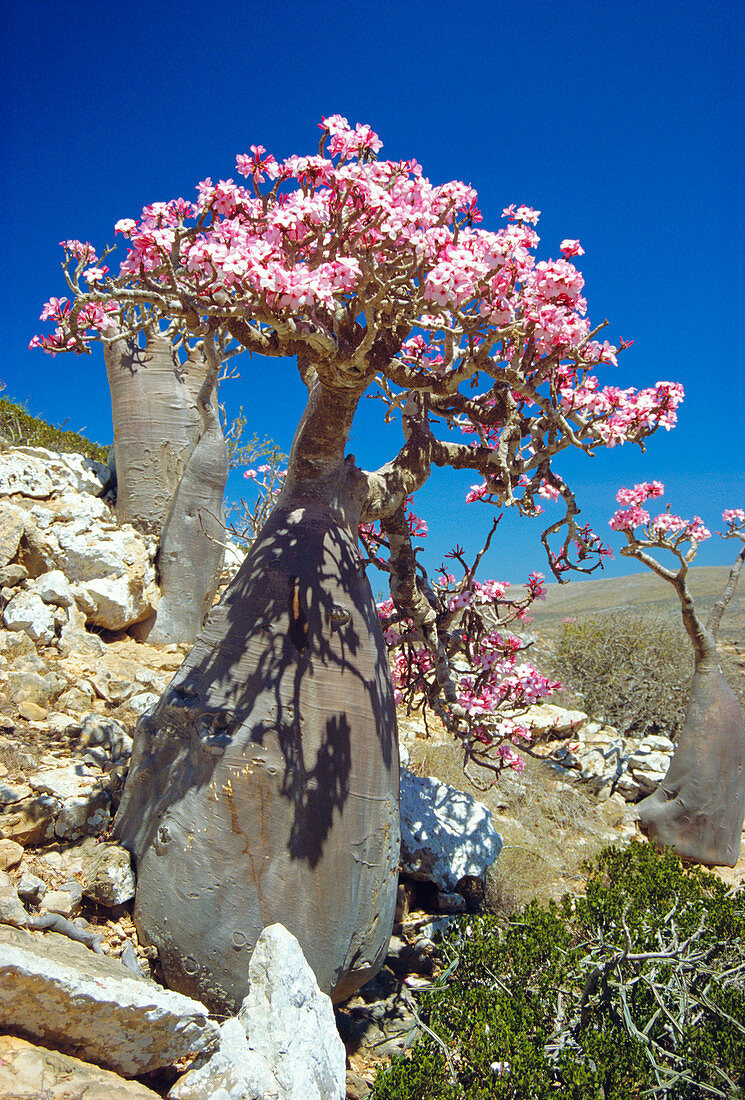 Desert rose tree