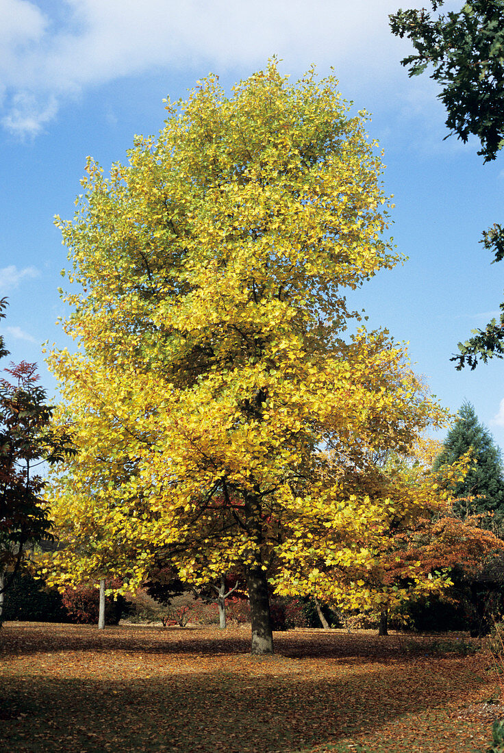 Yellow poplar