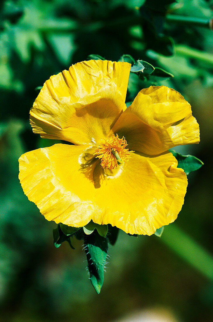 Horned poppy (Glaucium flavum)