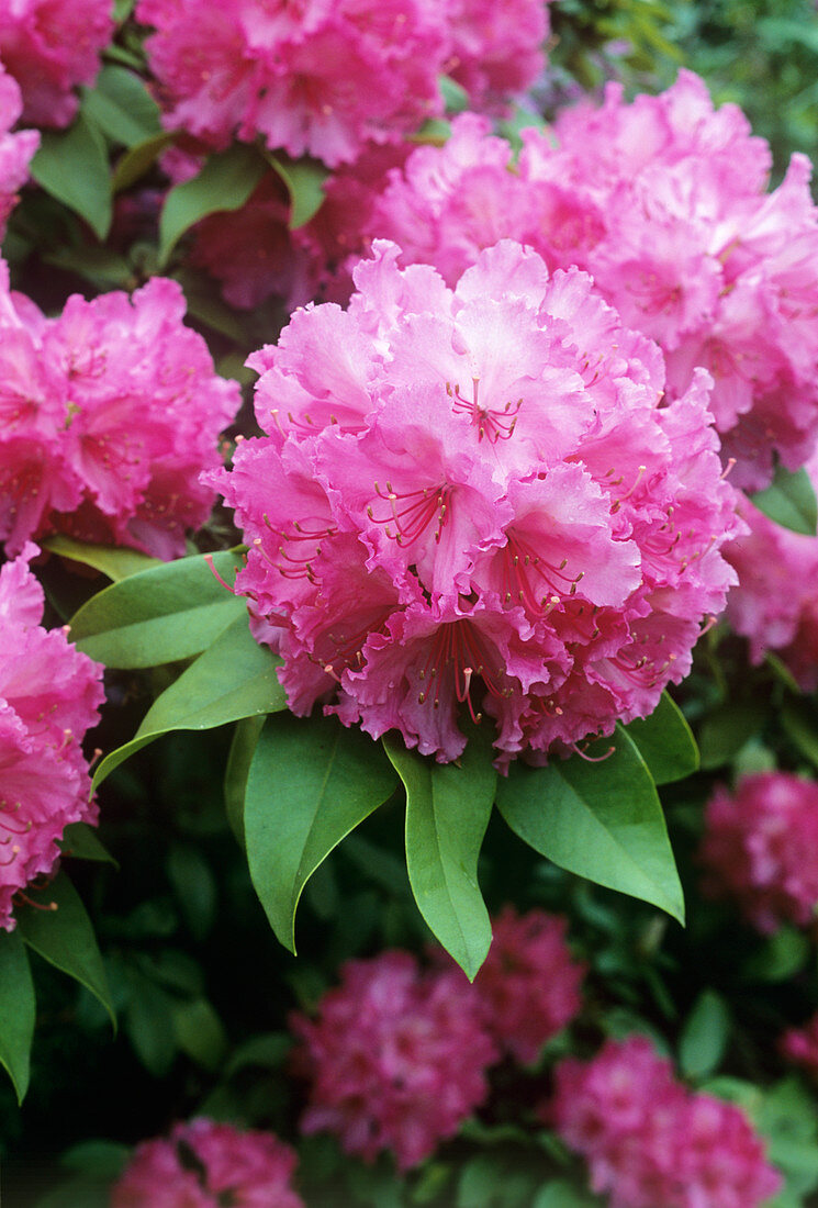Rhododendron flowers (Rhododendron sp.)