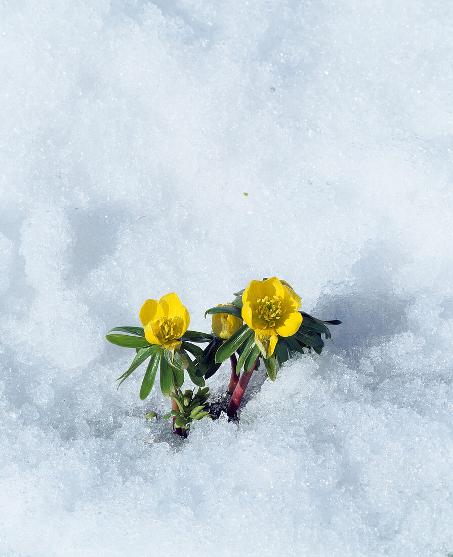 Winter aconite (Eranthis hyemalis)