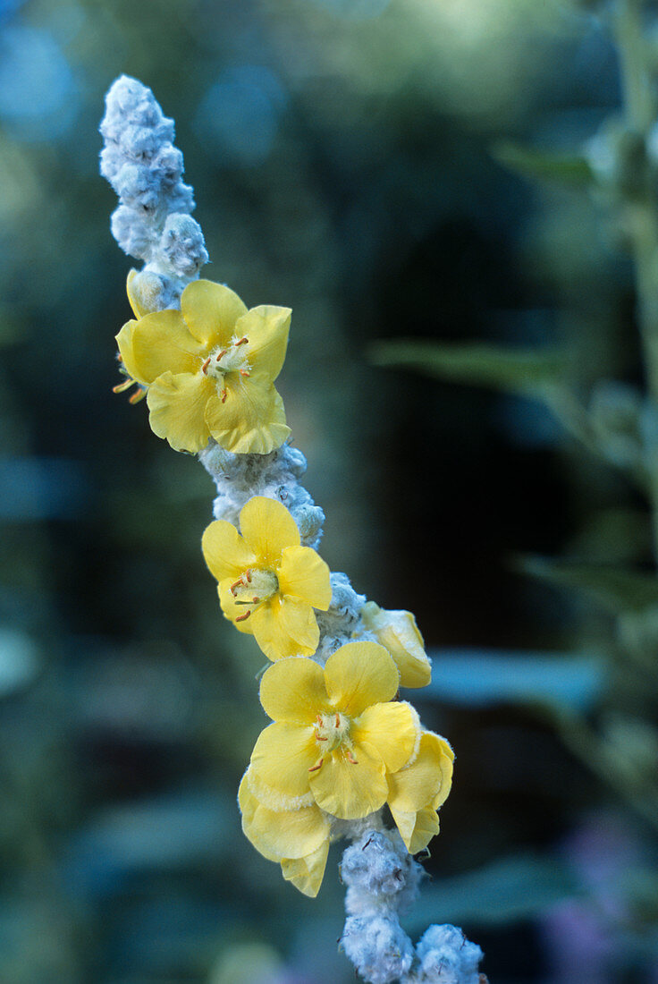 Verbascum bombyciferum 'Arctic Summer'