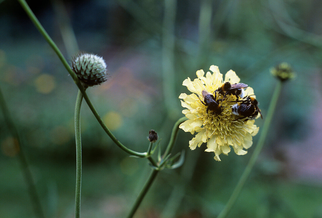 Bees on a Cephalaria gigantea flower
