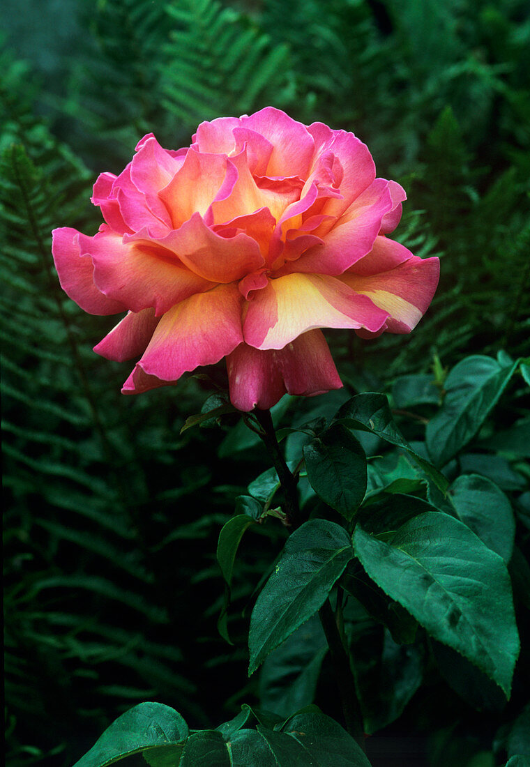 Rose flower (Rosa 'Diorama')