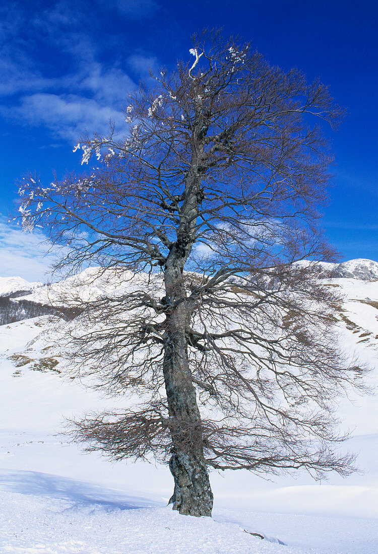 Common beech tree (Fagus sylvatica)