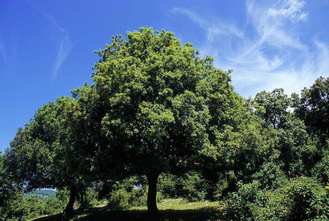 Holm oak tree (Quercus ilex)