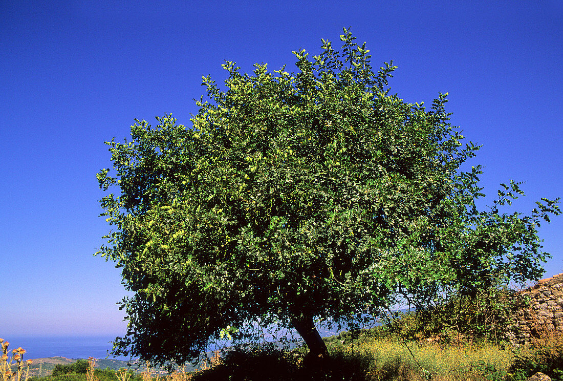 Carob tree (Ceratonia siliqua)