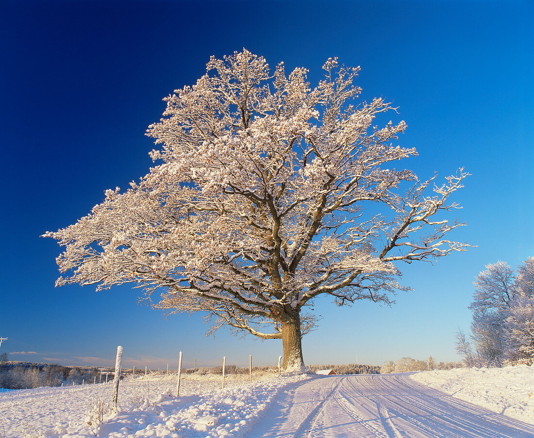 Snow covered oak tree (Quercus robur)