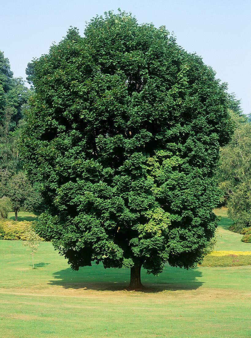 Norway maple (Acer platinoides)