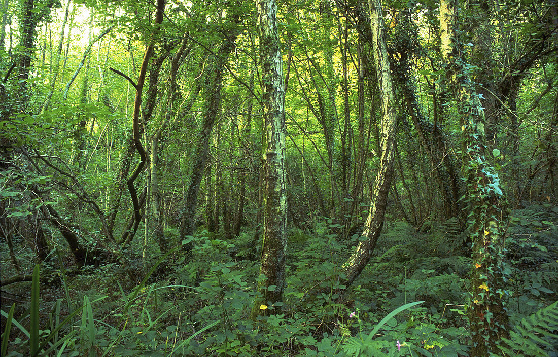 Silver birch woodland