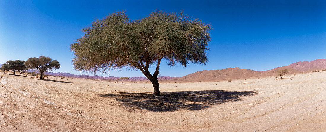 Tamarisk tree (Tamarix sp.)