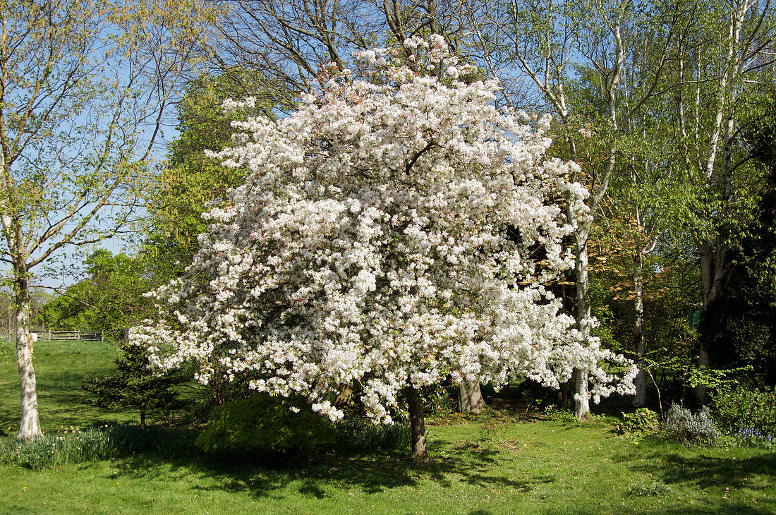 Crabapple tree (Malus sp.)