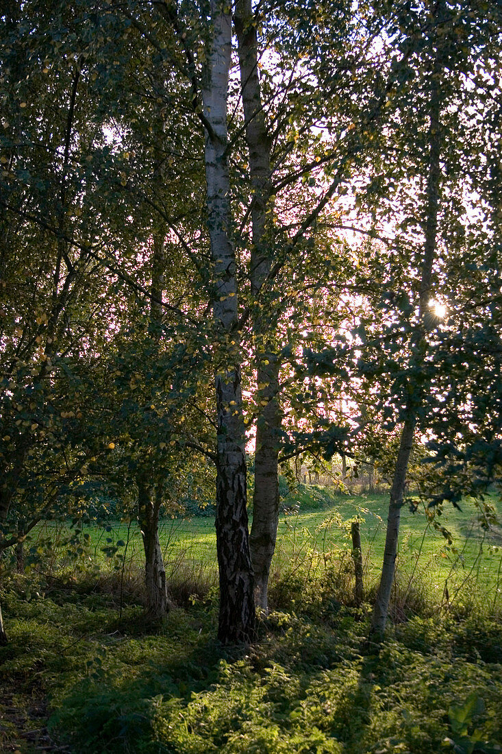 Silver birch trees (Betula pendula)