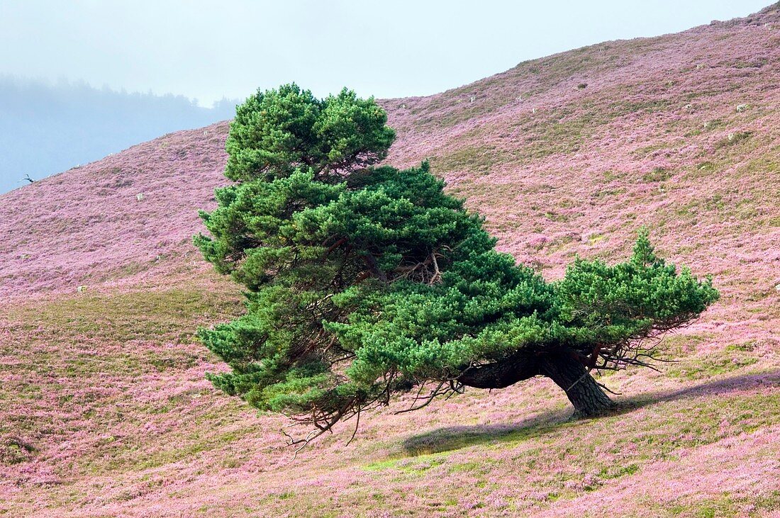 Scots pine tree (Pinus sylvestris)