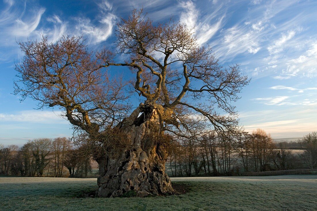 English oak tree (Quercus robur) at dawn