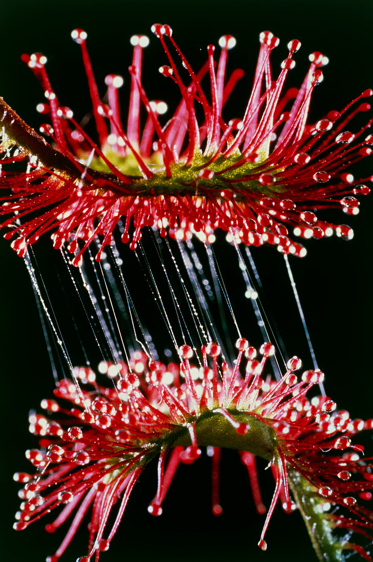 Leaves of carnivorous plant,Drosera