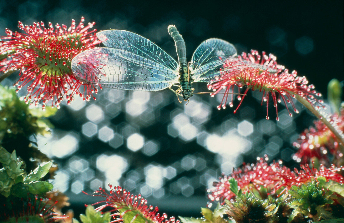Lacewing caught by sundew plant