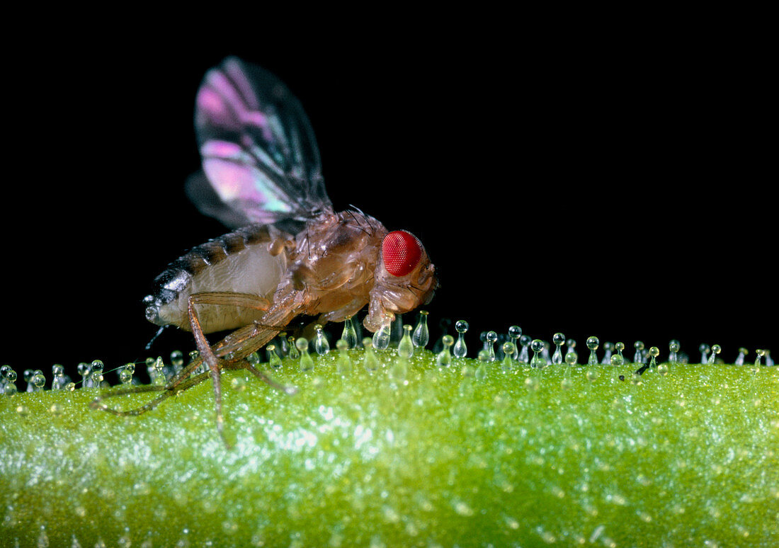 Fly trapped by butterwort plant