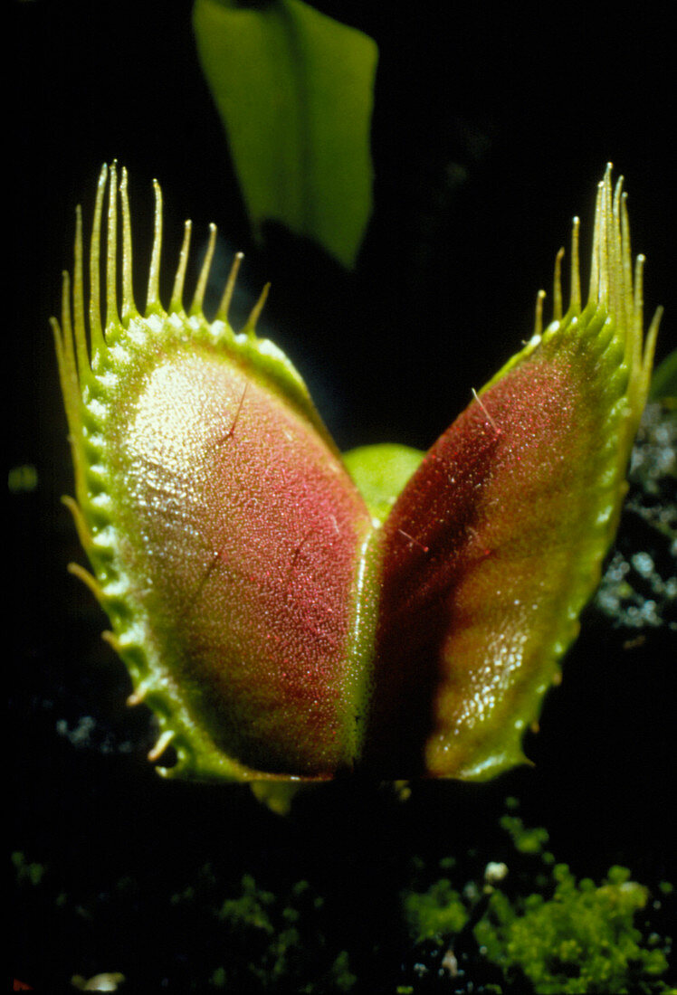 Macrophoto of Venus fly trap plant