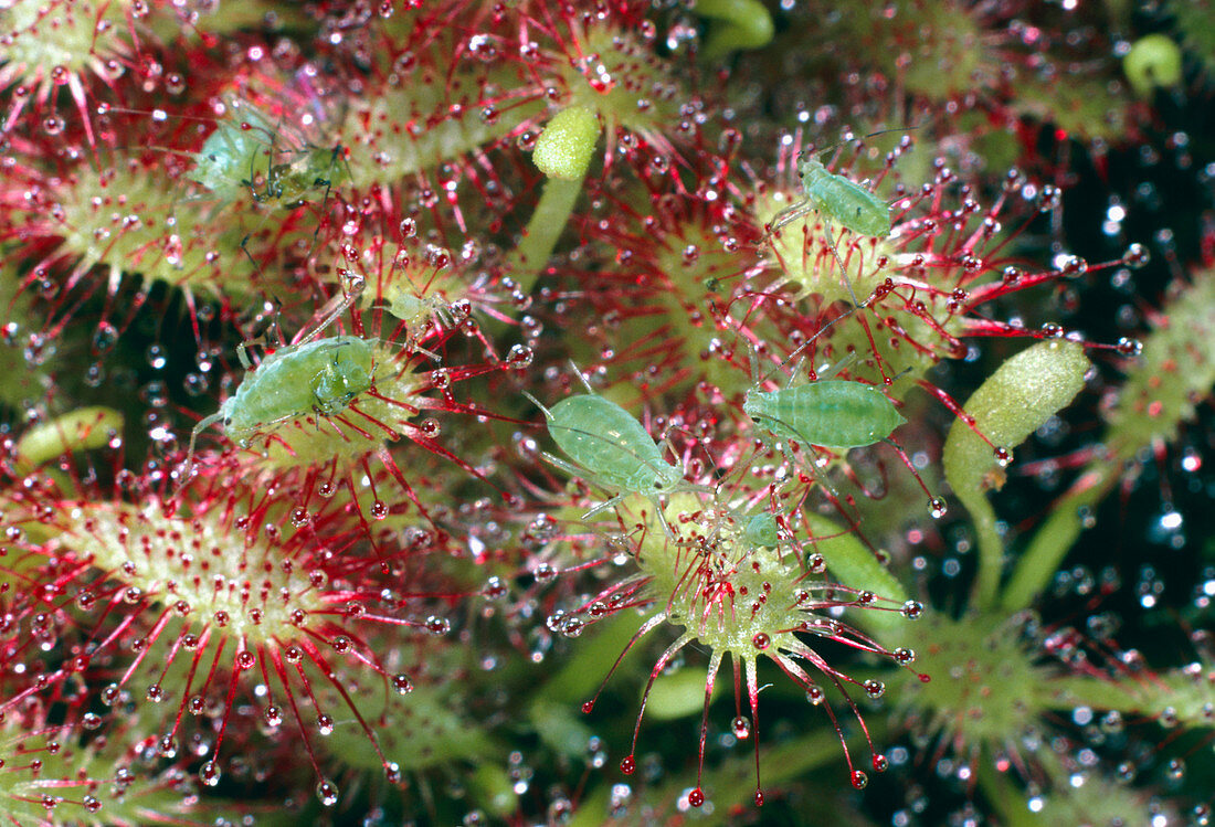 Aphids trapped by sundew plant