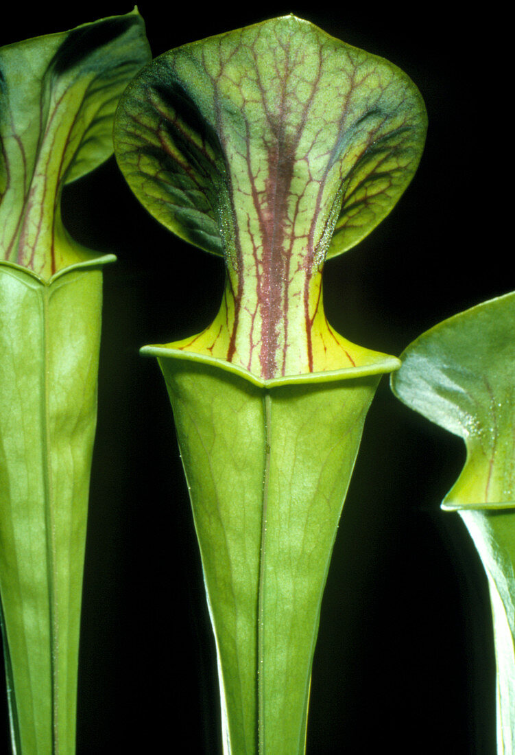 Mature pitchers of pitcher plant
