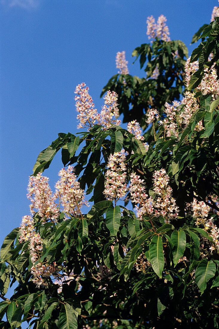 Indian horse chestnut flowers