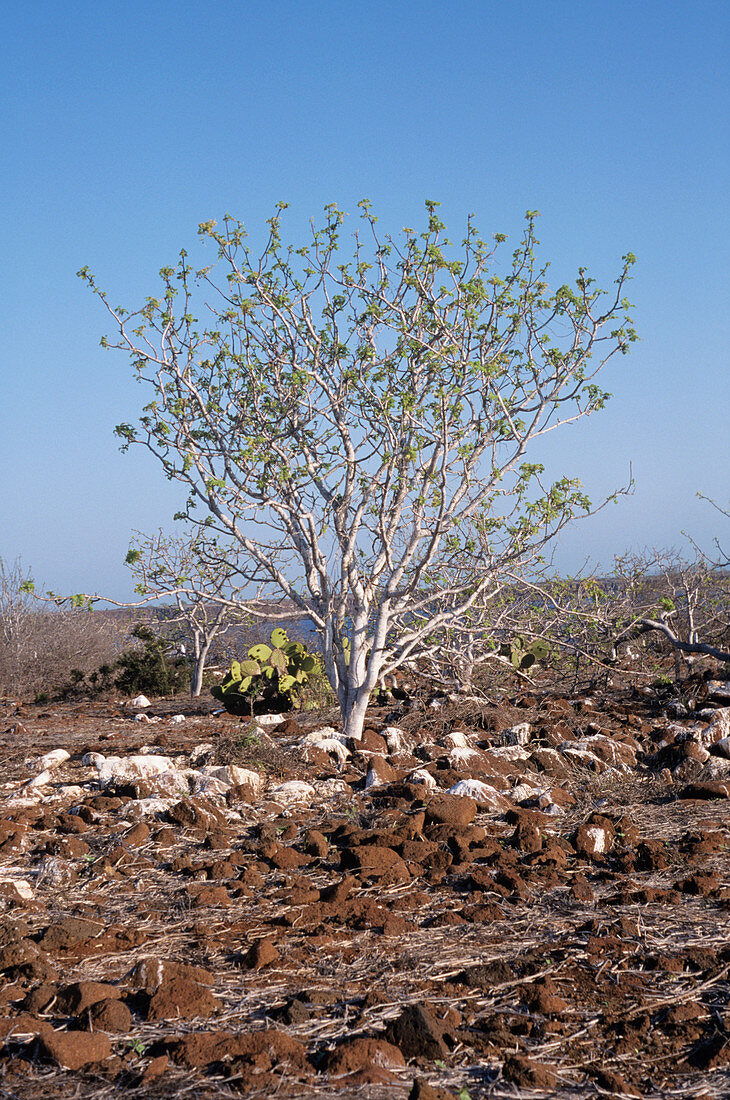 Palo Santo tree