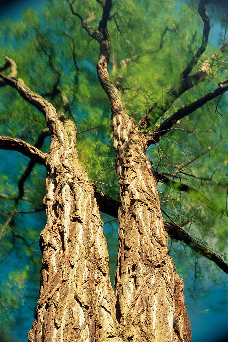 Black locust trees