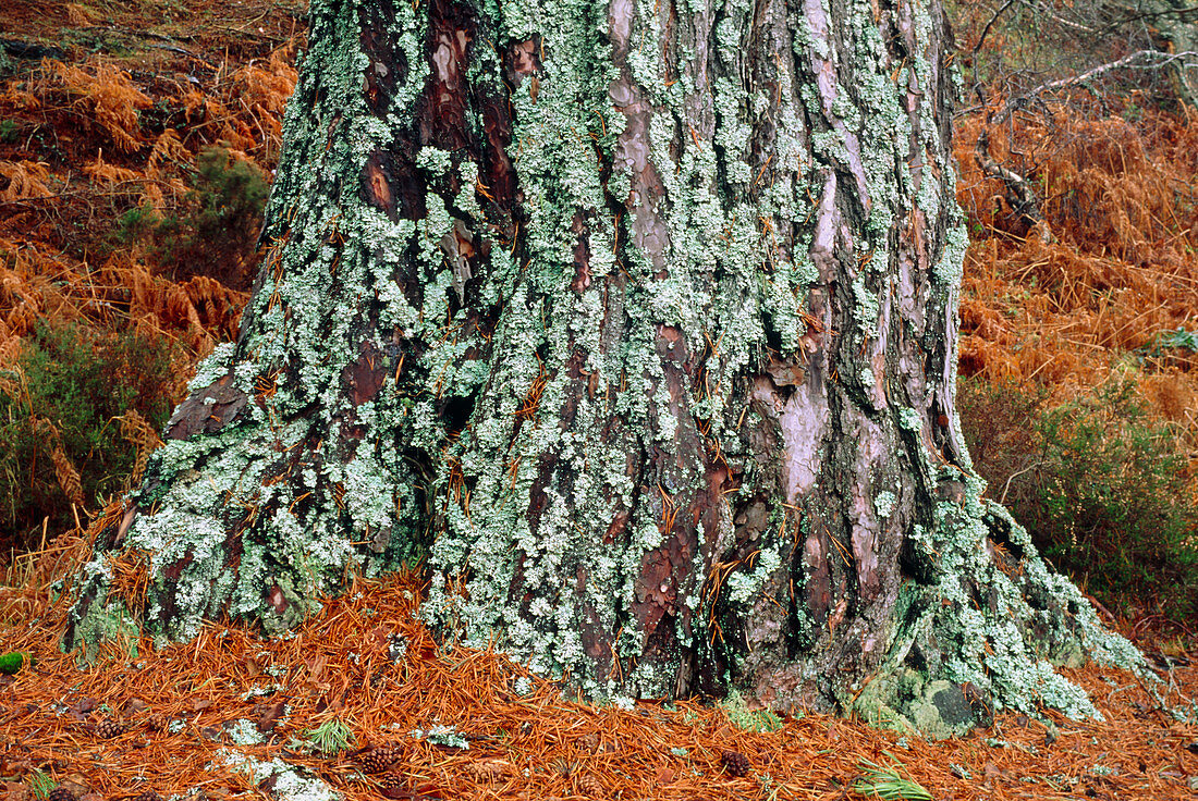 Scots pine trunk (Pinus sylvestris)