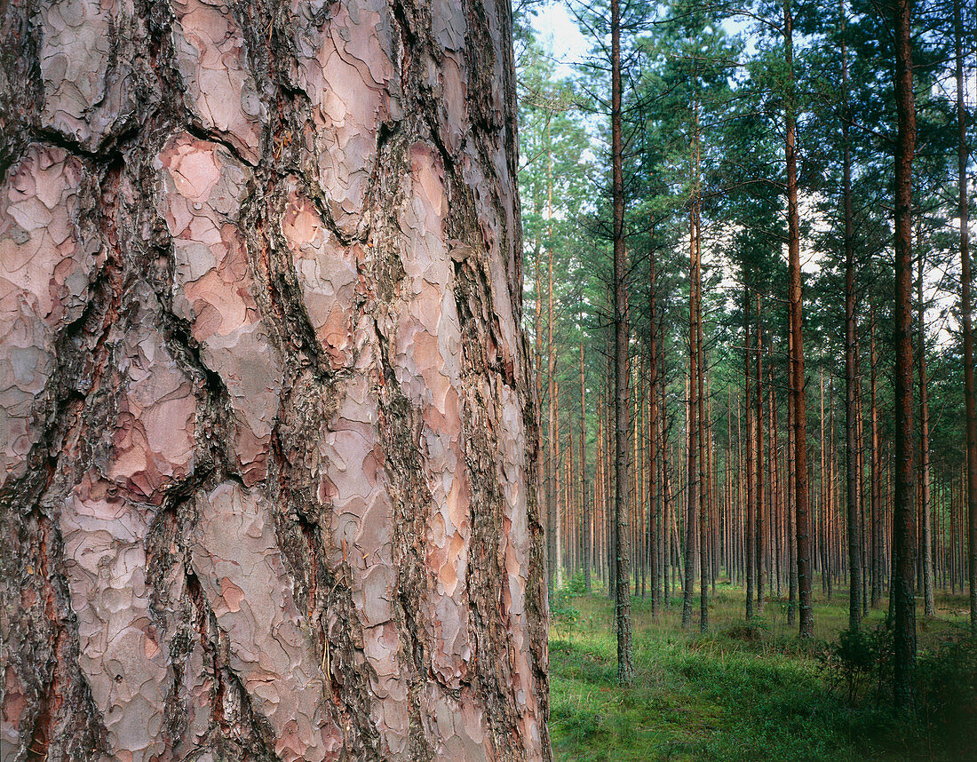 Scots pine trees (Pinus sylvestris)