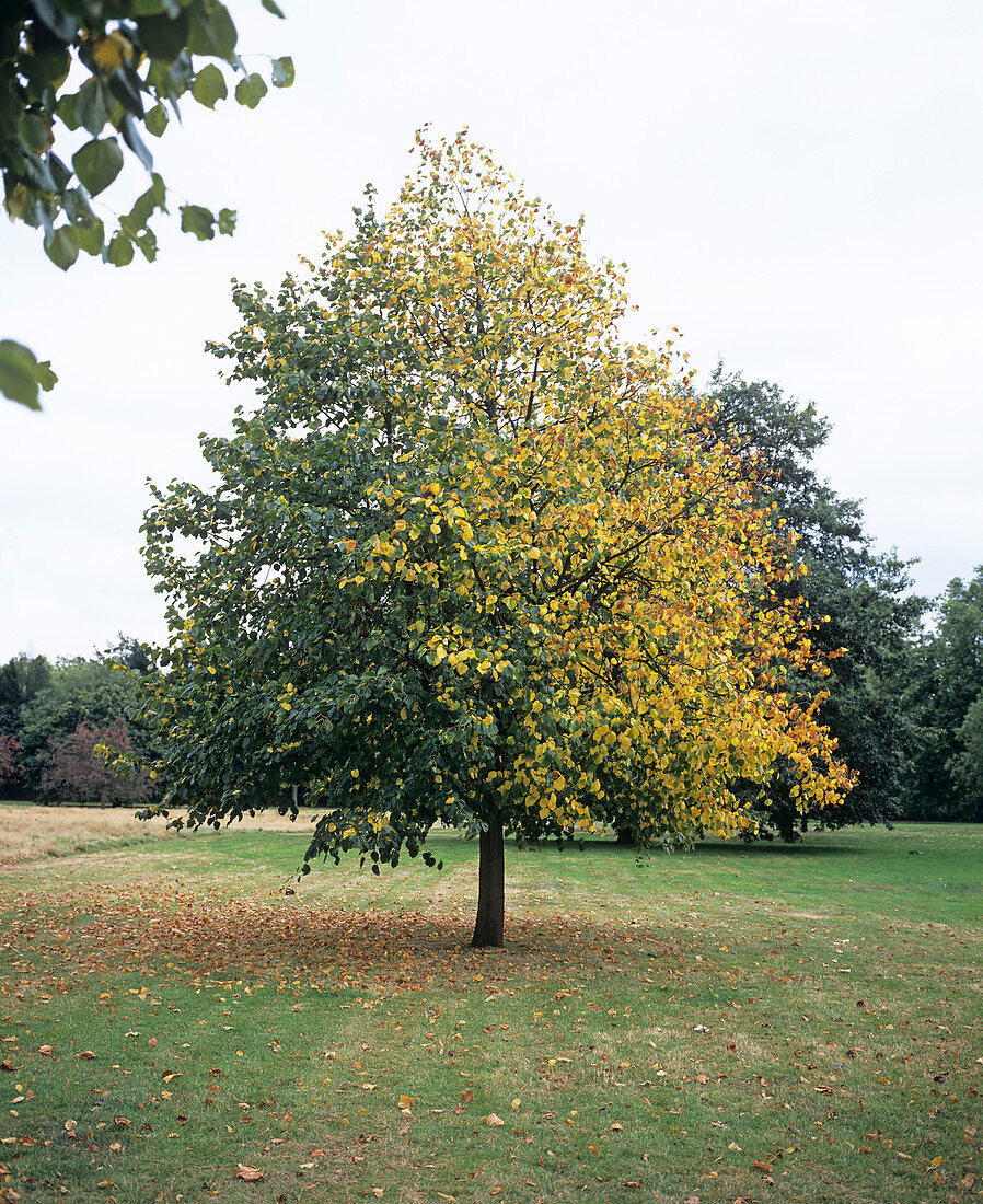 Horse chestnut tree