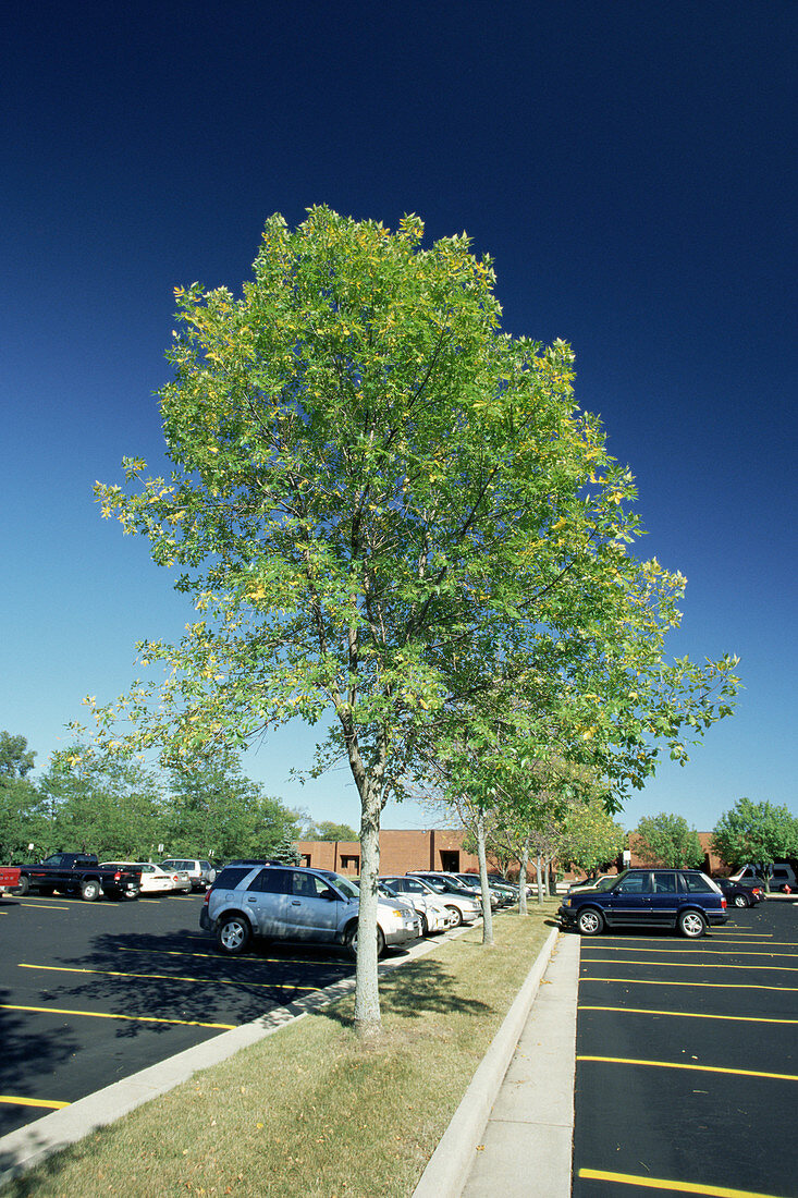 Suburban tree