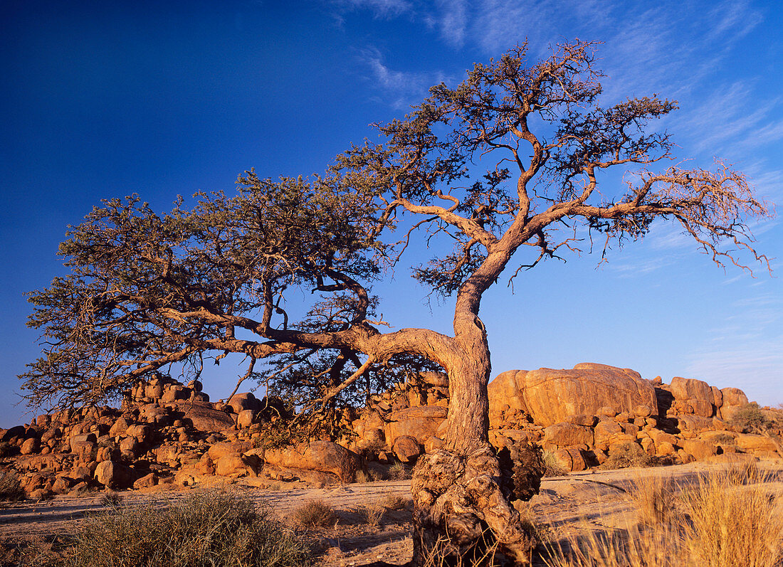 Camel thorn tree (Acacia erioloba)