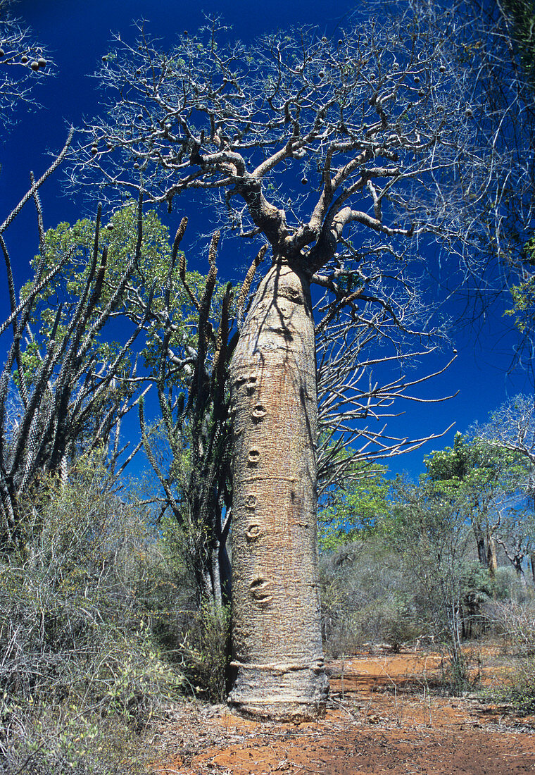 Baobab tree (Adansonia za)