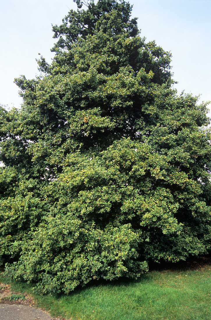 Sessile oak (Quercus petraea)
