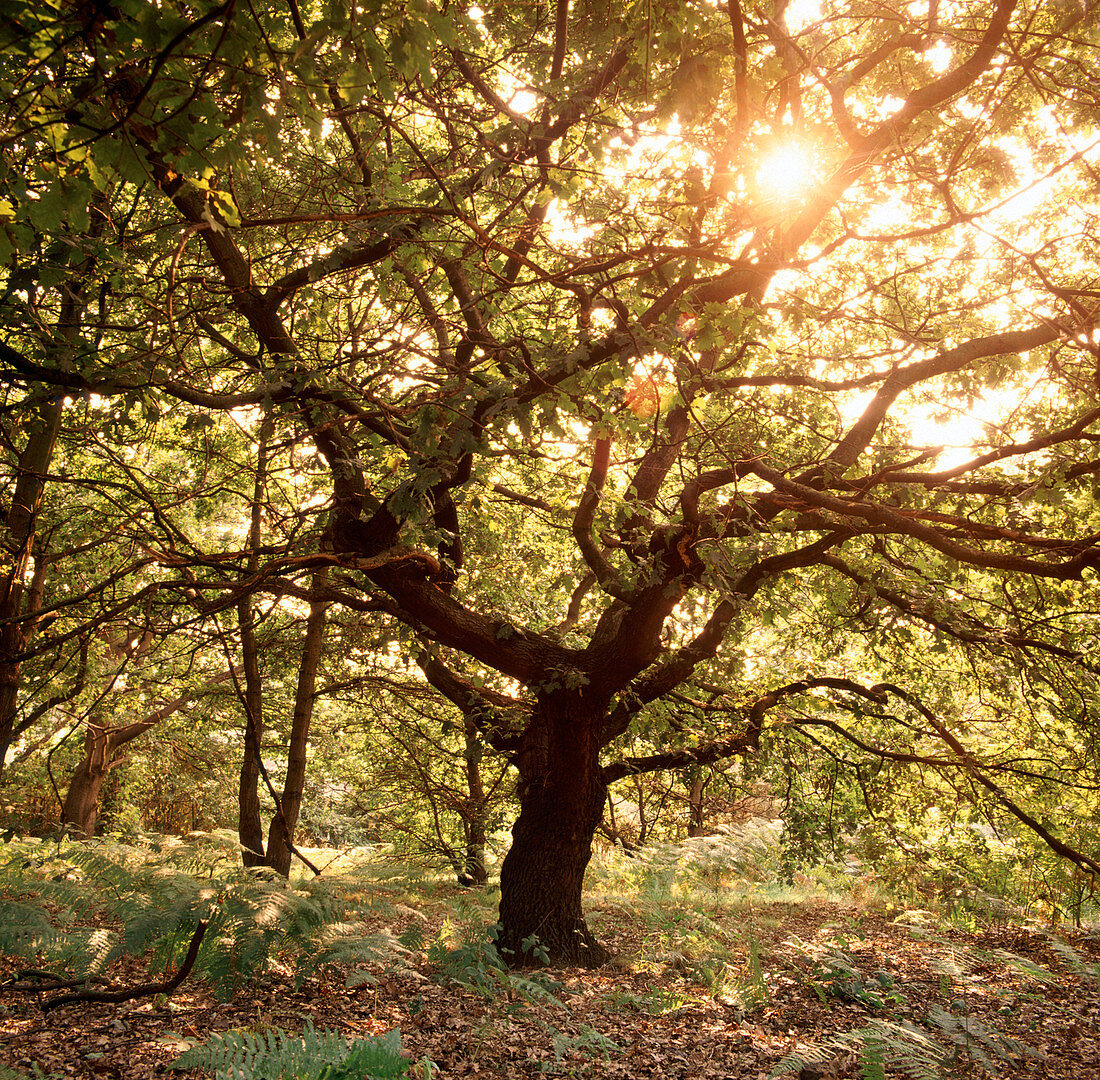 Tree in spring