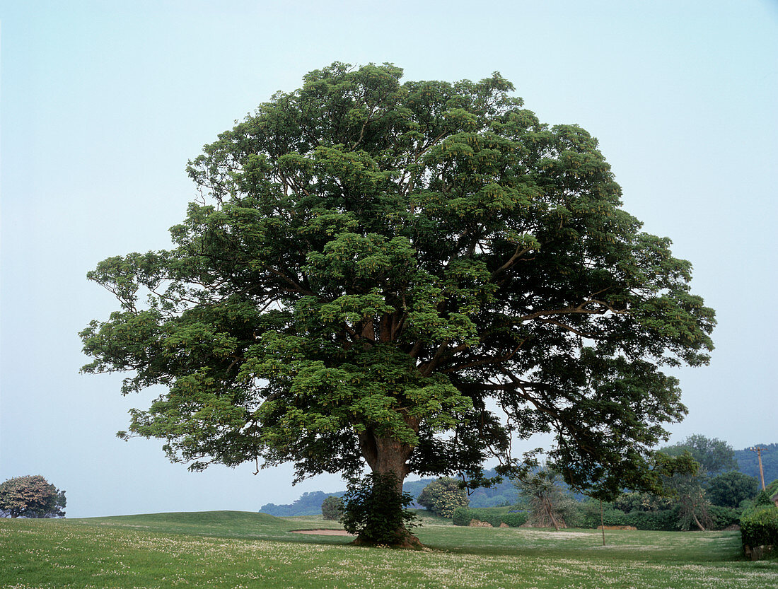Sycamore tree (Acer pseudoplatanus)