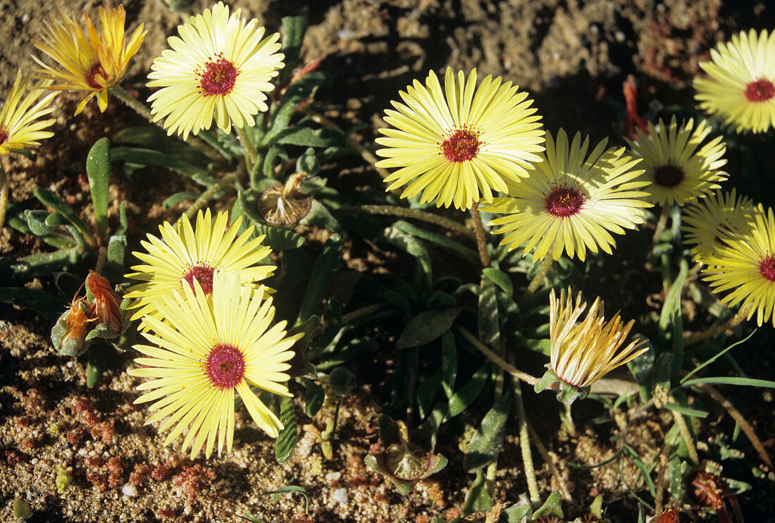 Namaqua creeping vygie